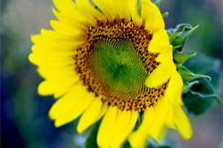 Armenian flora, fauna